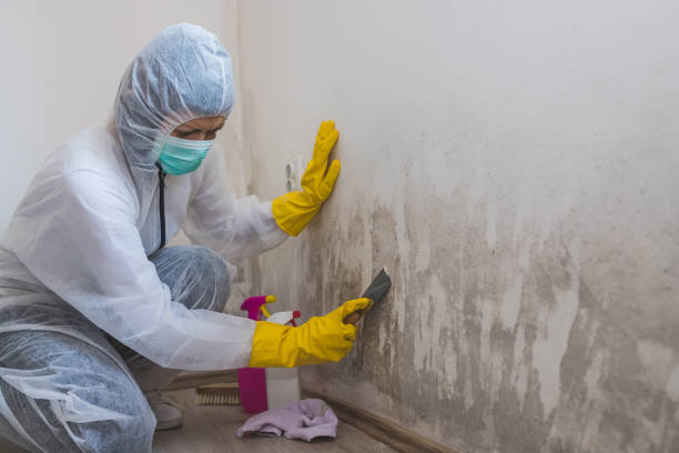Best Mold Odor Removal Services  in Thompson Falls, MT
