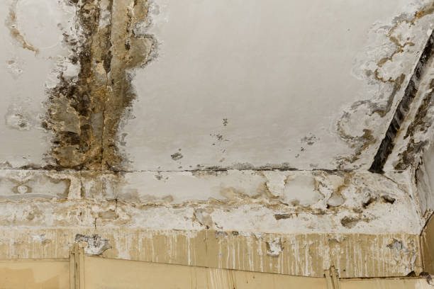 Professional Mold Removal in Thompson Falls, MT