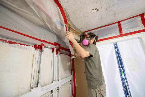 Best Black Mold Removal  in Thompson Falls, MT