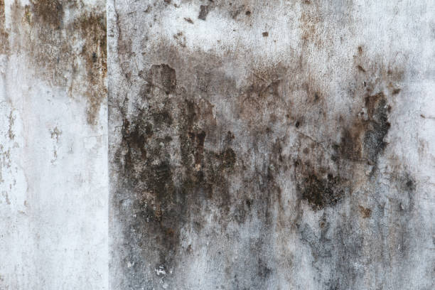 Best Mold Damage Restoration  in Thompson Falls, MT