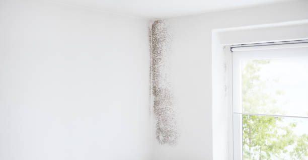 Best Attic Mold Removal  in Thompson Falls, MT
