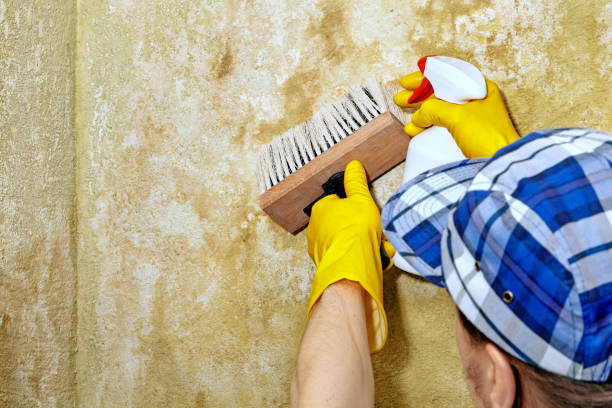 Best Real Estate Mold Inspection  in Thompson Falls, MT