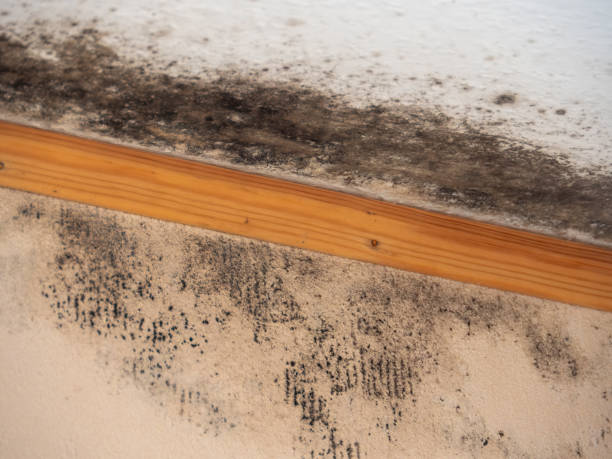 Best Indoor Air Quality Assessment  in Thompson Falls, MT