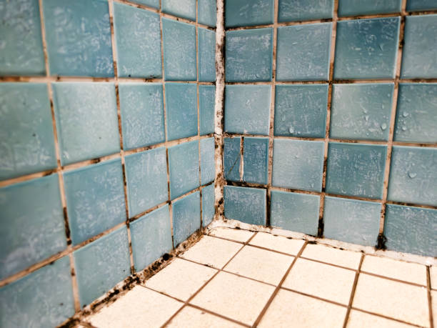 Best Crawl Space Mold Remediation  in Thompson Falls, MT