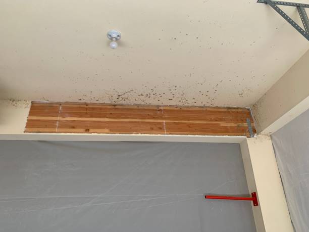  Thompson Falls, MT Mold Removal Pros