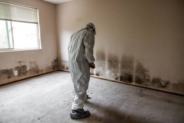 Best Biohazard Mold Removal  in Thompson Falls, MT