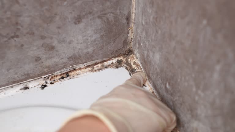 Best Forensic Mold Investigation  in Thompson Falls, MT