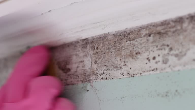 Best Mold Documentation for Insurance Claims  in Thompson Falls, MT